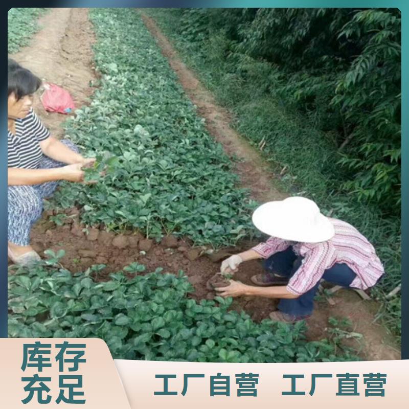 草莓苗果樹苗貼心服務(wù)