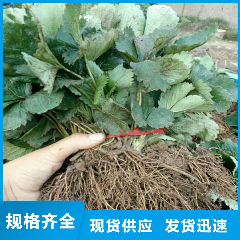 草莓苗桃樹苗批發(fā)商