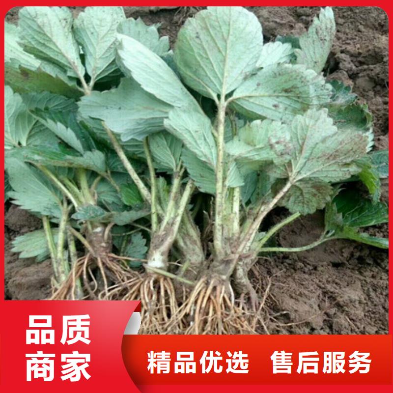 草莓苗大棚草莓苗一手價(jià)格