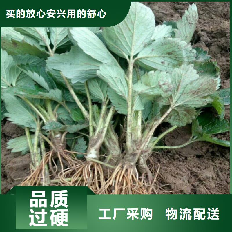 草莓苗 花椒樹苗批發(fā)價格