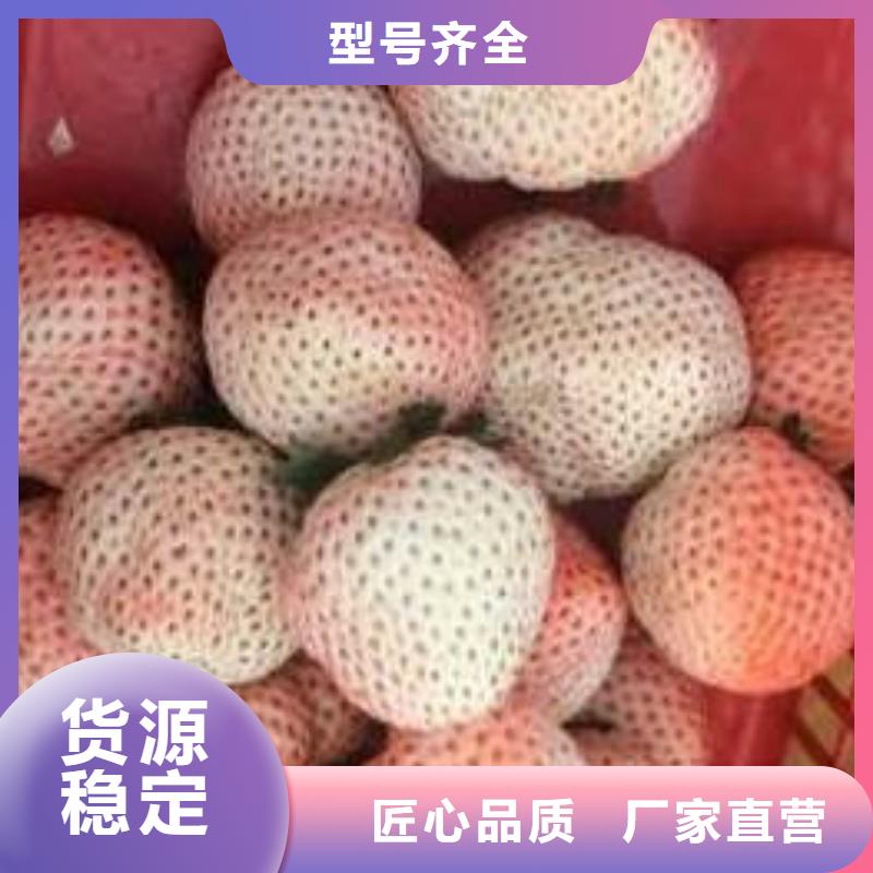 草莓苗 西梅樹(shù)苗生產(chǎn)經(jīng)驗(yàn)豐富