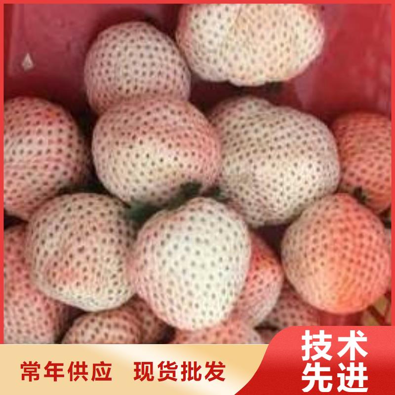 草莓苗_紅肉西梅按需定做