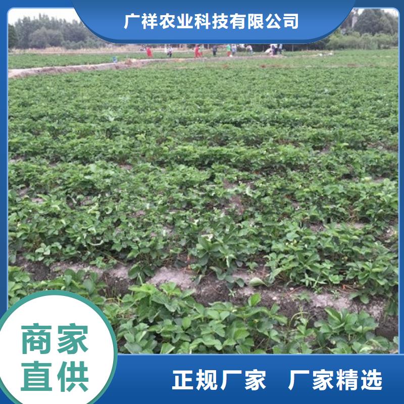 草莓苗-無(wú)花果樹苗老品牌廠家