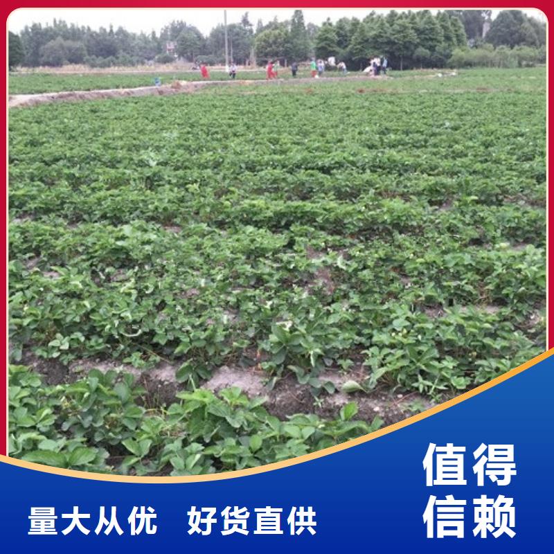 草莓苗_蘋果苗基地使用方法