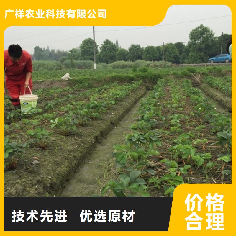 草莓苗-徐香猕猴桃树苗自产自销