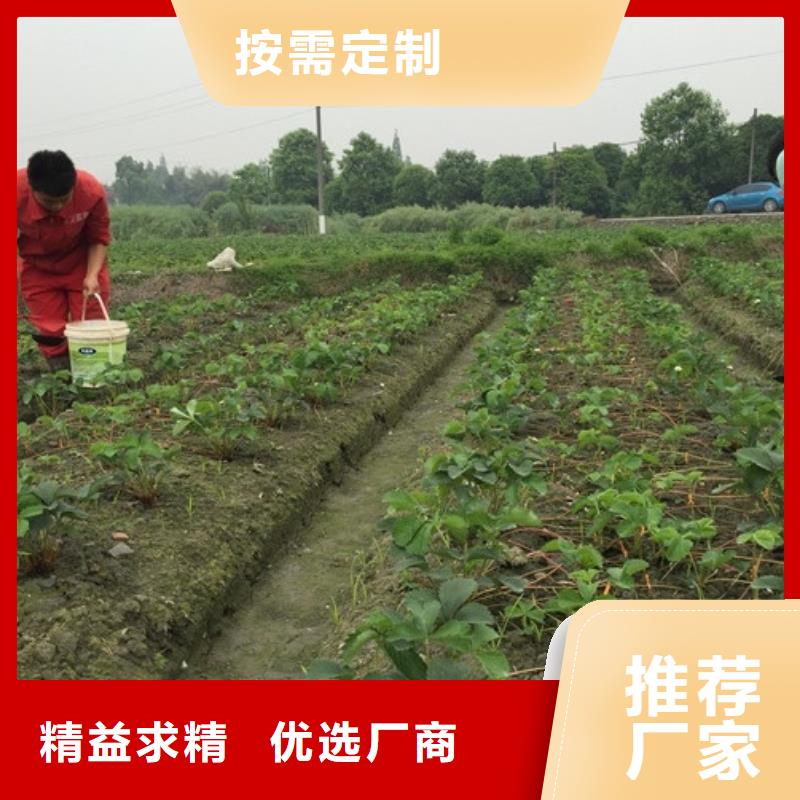 草莓苗大棚草莓苗厂家现货批发