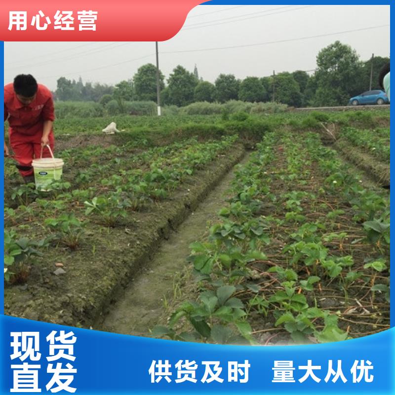 草莓苗 西梅樹(shù)苗生產(chǎn)經(jīng)驗(yàn)豐富