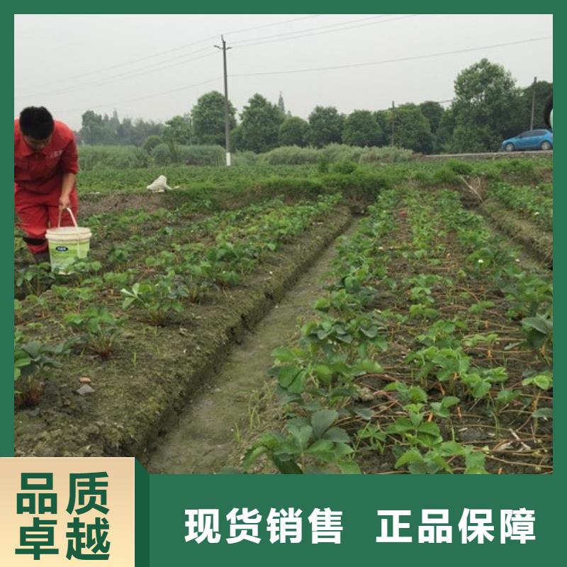 草莓苗樱桃苗购买的是放心