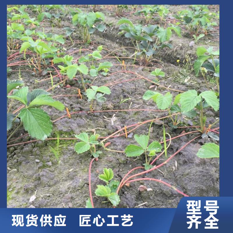草莓苗 陽(yáng)光玫瑰葡萄樹苗自有生產(chǎn)工廠