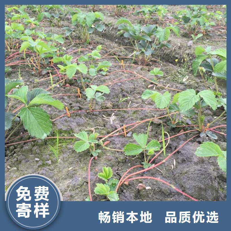 草莓苗蘋果苗顏色尺寸款式定制