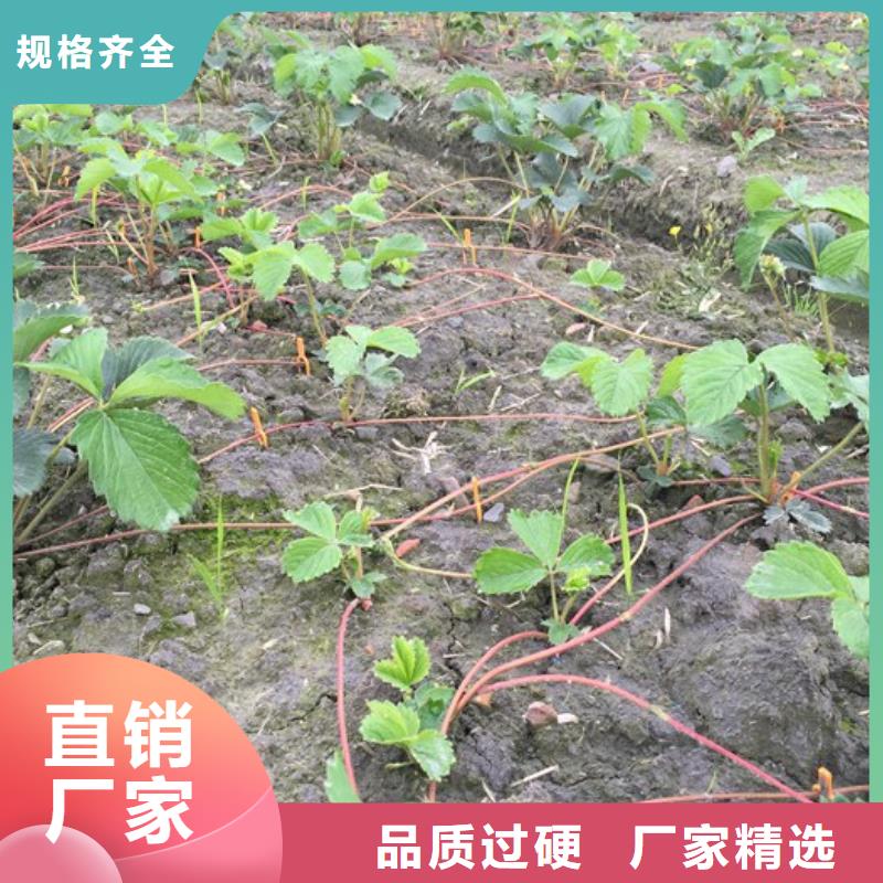 草莓苗 果树苗产地直销