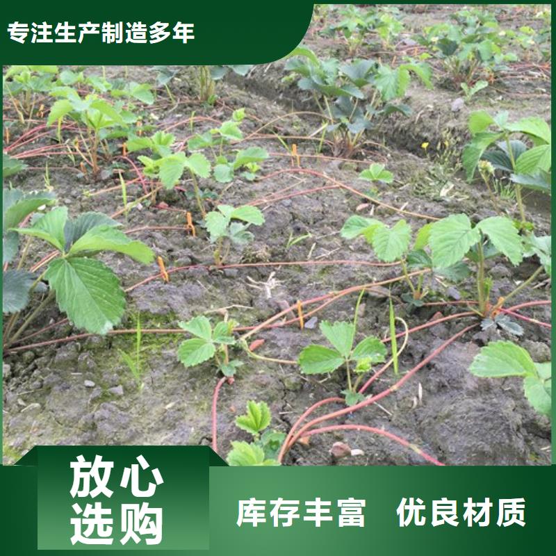 【草莓苗】櫻桃苗基地專業(yè)按需定制