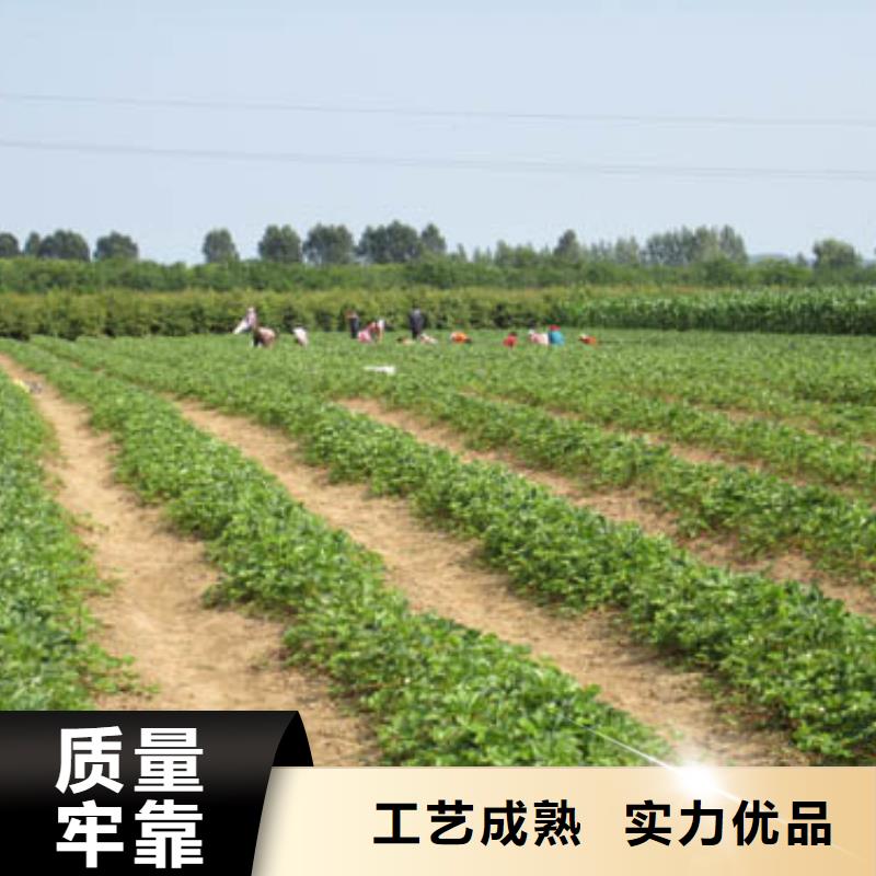 草莓苗_陽光玫瑰葡萄樹苗好貨有保障