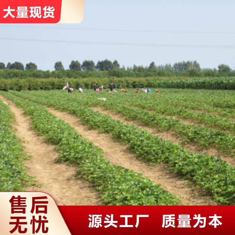 草莓苗梨树苗基地源头直供