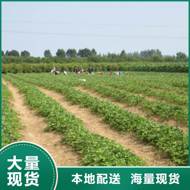 草莓苗蜂糖李子樹苗高品質(zhì)現(xiàn)貨銷售
