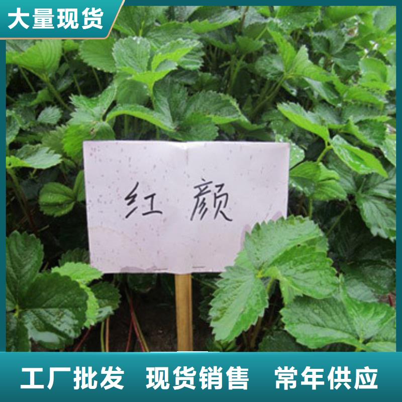 草莓苗_无籽葡萄树苗好厂家有担当