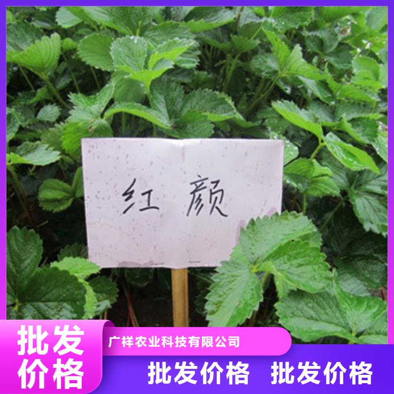 草莓苗夏黑葡萄苗诚信厂家