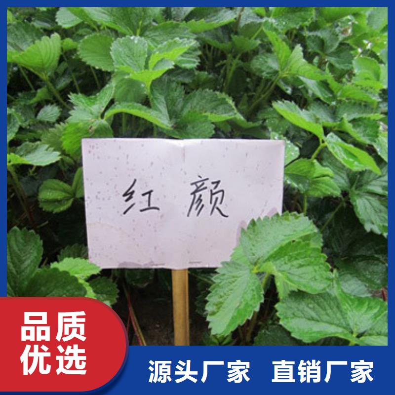 草莓苗 果树苗产地直销