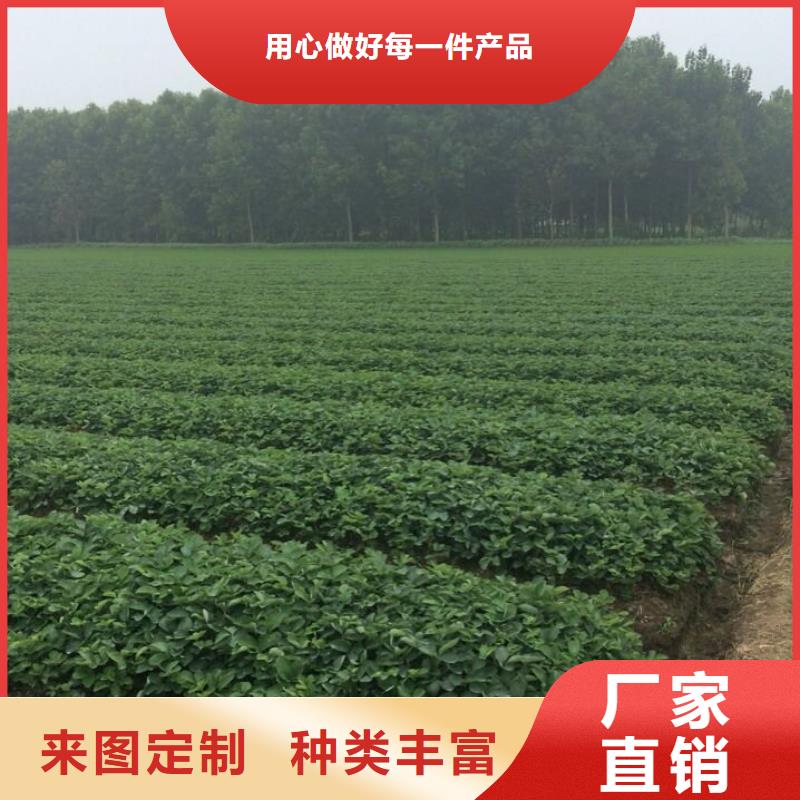 草莓苗,大棚草莓苗質(zhì)檢合格出廠