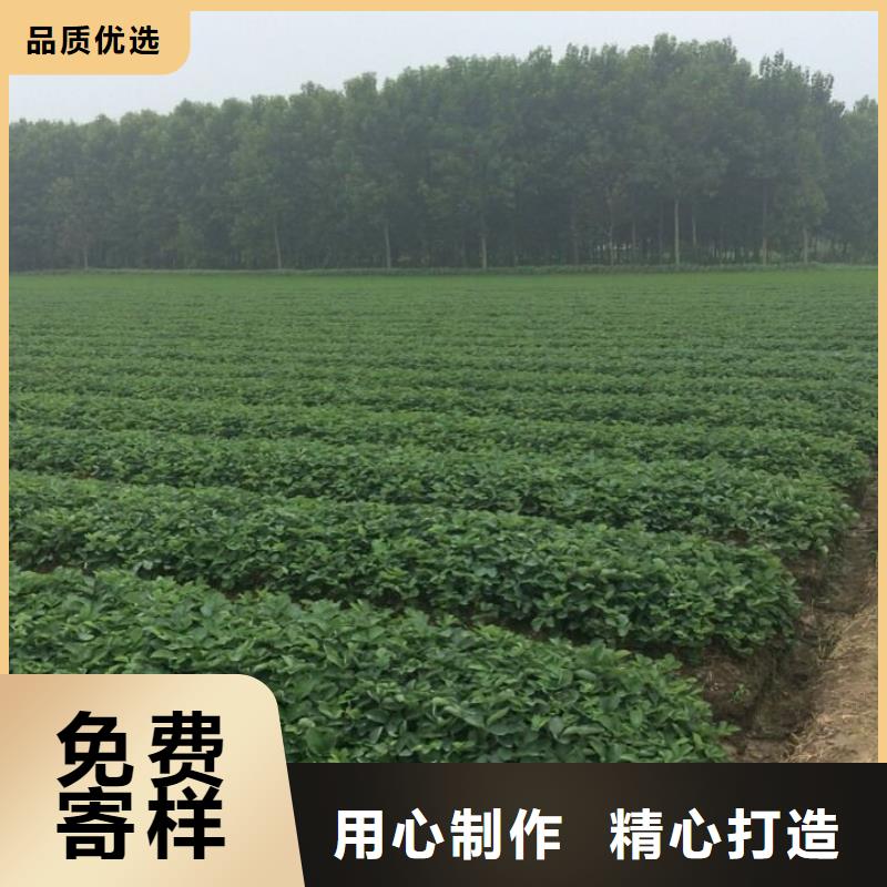 草莓苗 蘋果苗一件也發(fā)貨