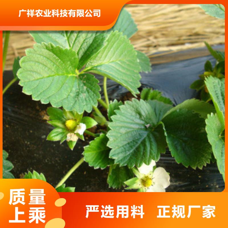 草莓苗 果樹苗產(chǎn)地直銷