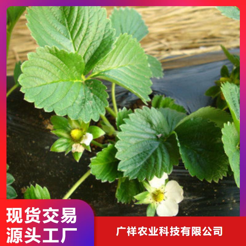 草莓苗紅顏草莓貨源直供
