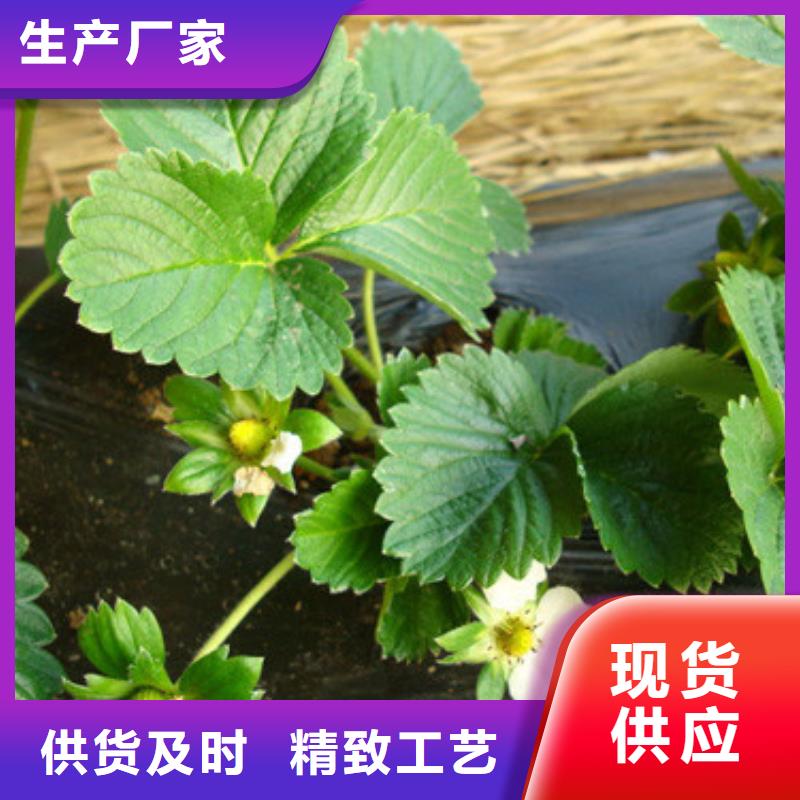 草莓苗,大棚草莓苗質(zhì)檢合格出廠