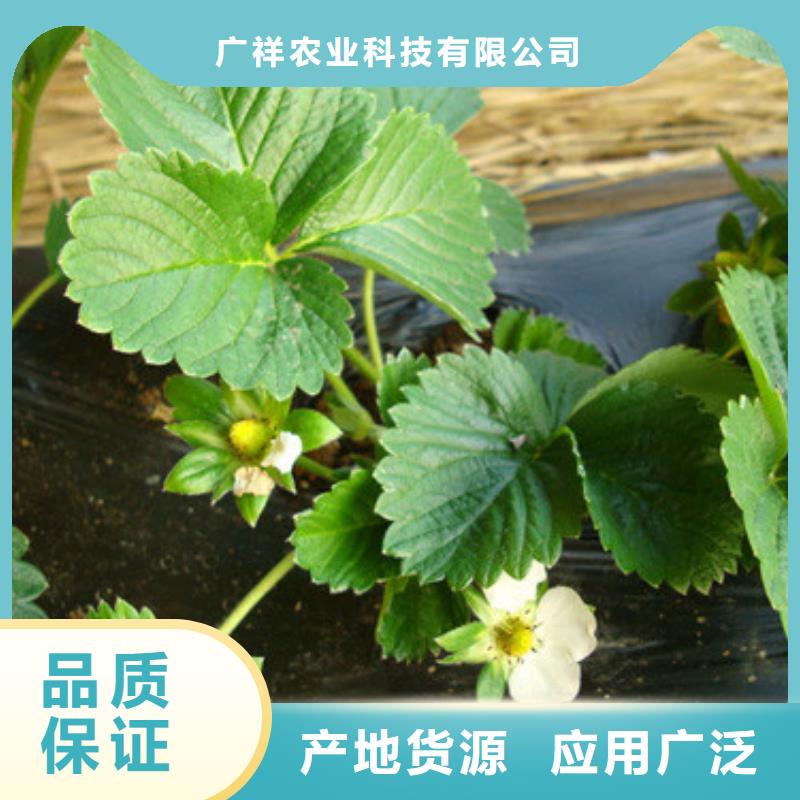 草莓苗葡萄苗基地服务至上