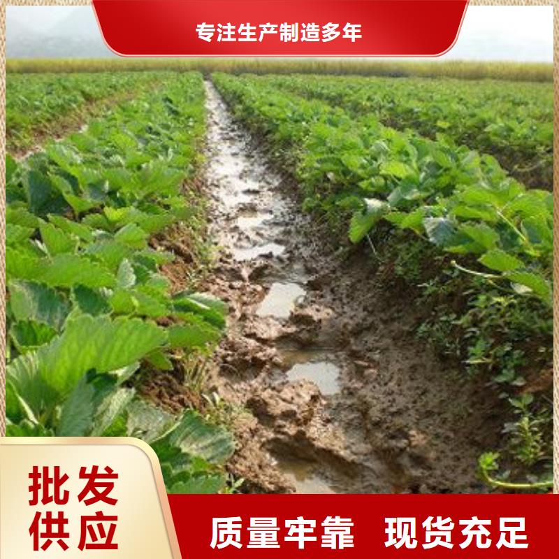 草莓苗梨樹苗基地嚴(yán)格把關(guān)質(zhì)量放心