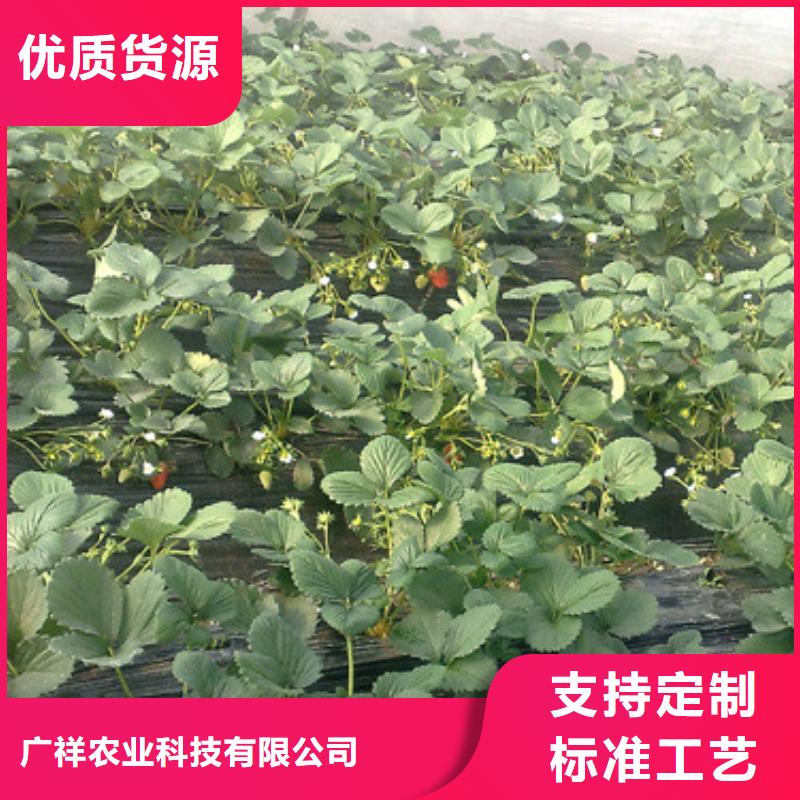 草莓苗-大棚草莓苗源頭把關(guān)放心選購