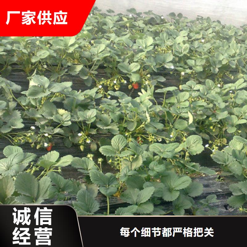 草莓苗-梨樹苗基地實(shí)體廠家支持定制