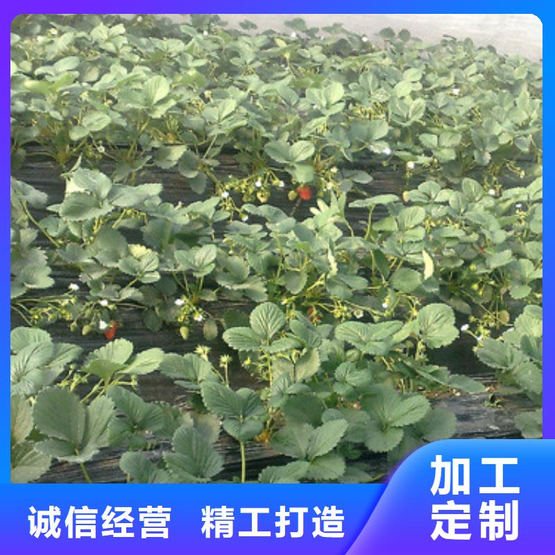 二代草莓苗批发