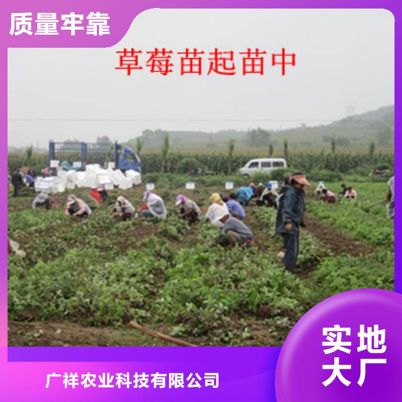 草莓苗藍寶石葡萄苗符合行業(yè)標準
