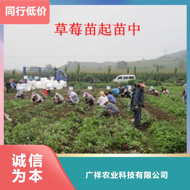 草莓苗葡萄苗基地服務(wù)至上