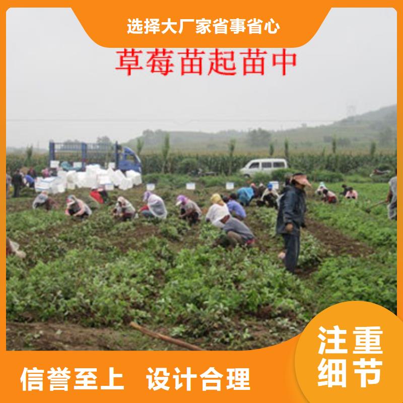 草莓苗梨树苗基地源头直供