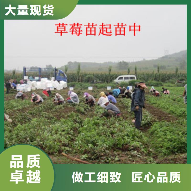 草莓苗草莓厂家直销放心