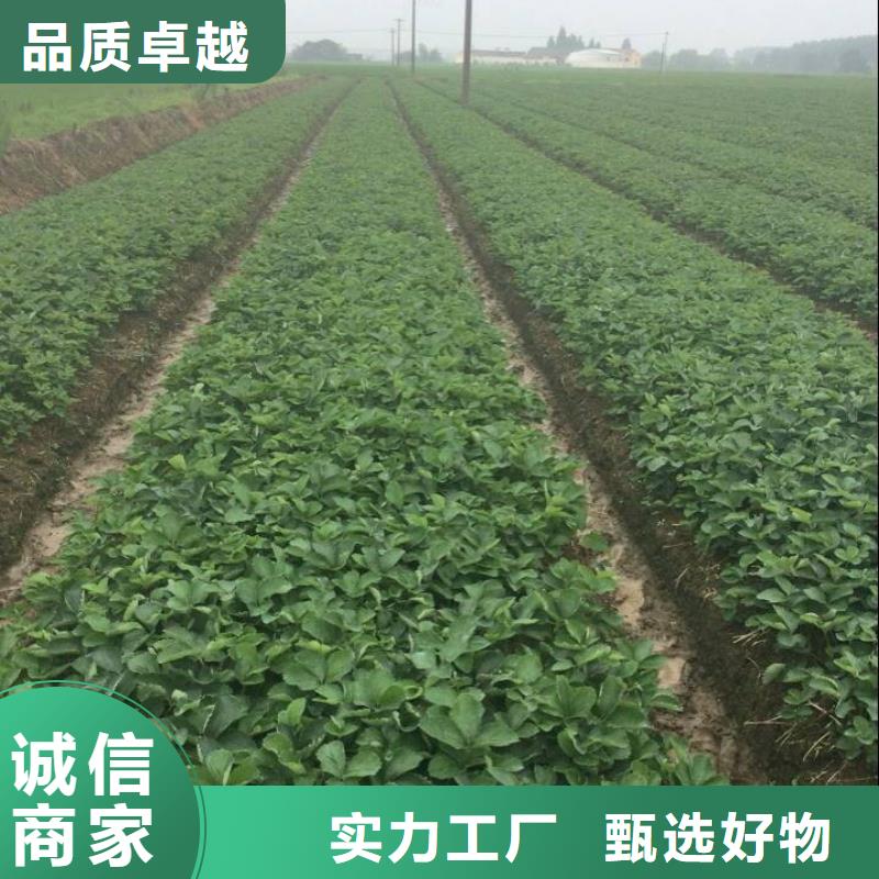 草莓苗_蘋果苗基地使用方法