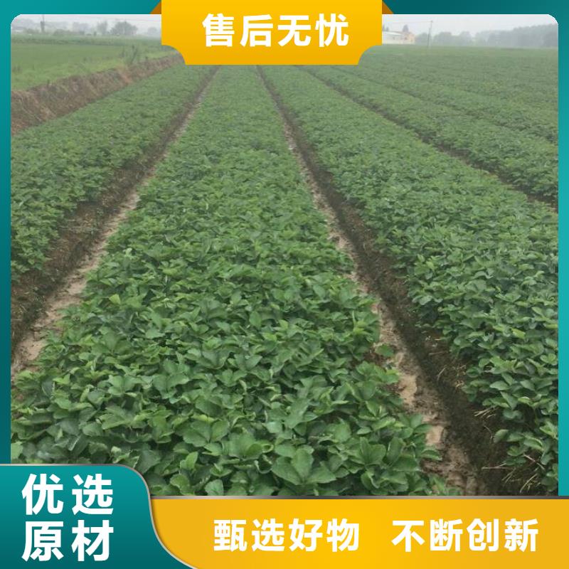 草莓苗_红油香椿树苗有口皆碑