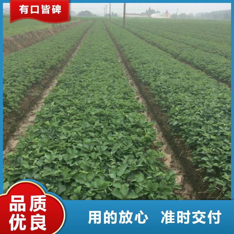 草莓苗桃树苗多年实力厂家