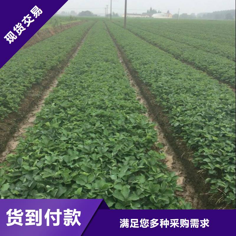 草莓苗_蘋果苗基地使用方法