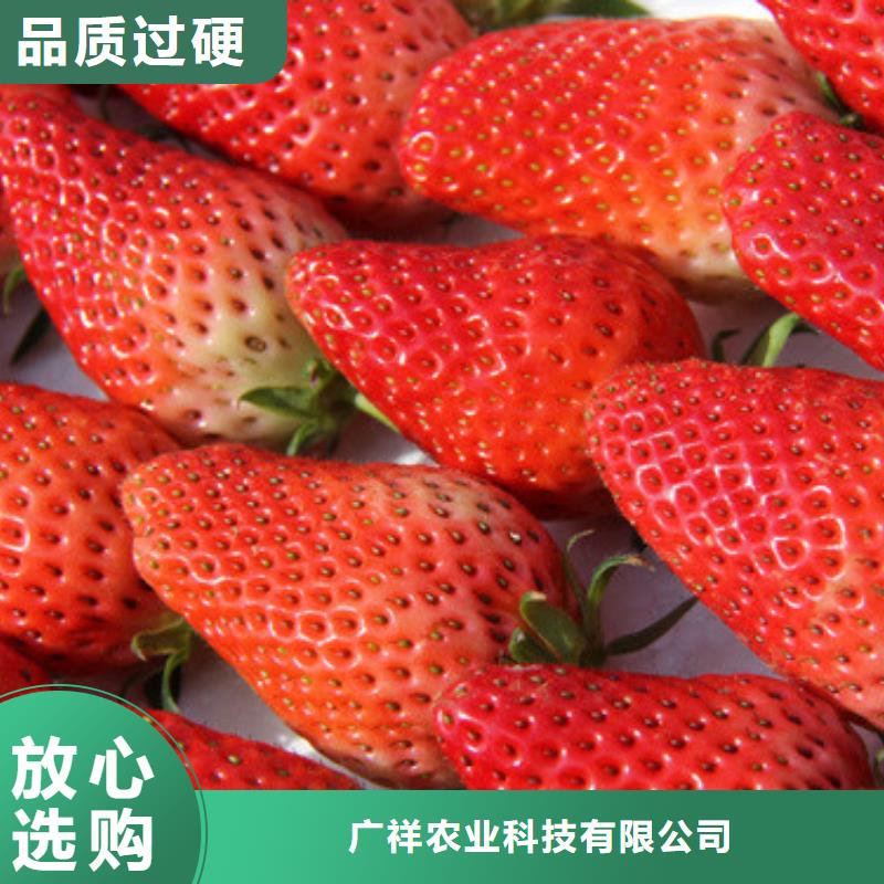 草莓苗軟籽石榴樹苗助您降低采購成本