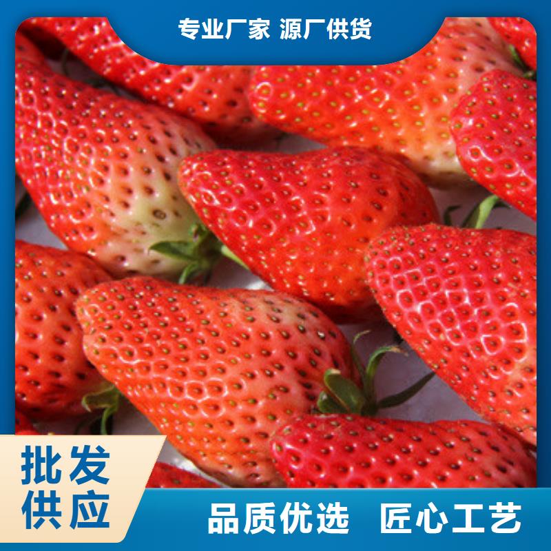 草莓苗-梨树苗基地实体厂家支持定制