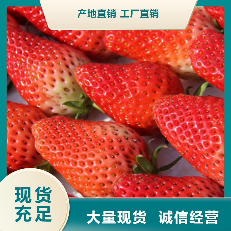 草莓苗_西梅樹苗核心技術(shù)