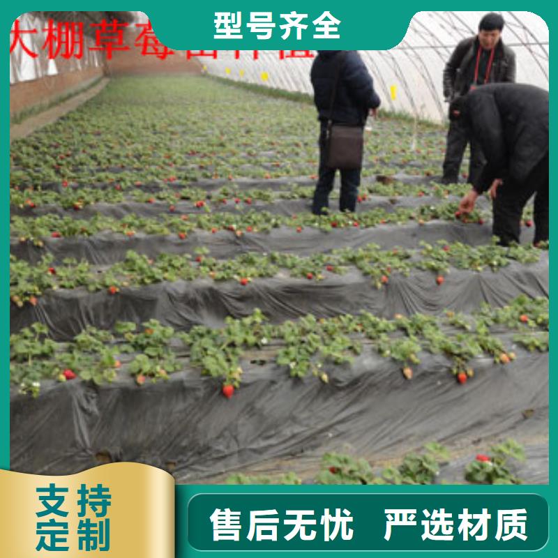 【草莓苗】-果樹苗批發(fā)基地現(xiàn)貨實拍