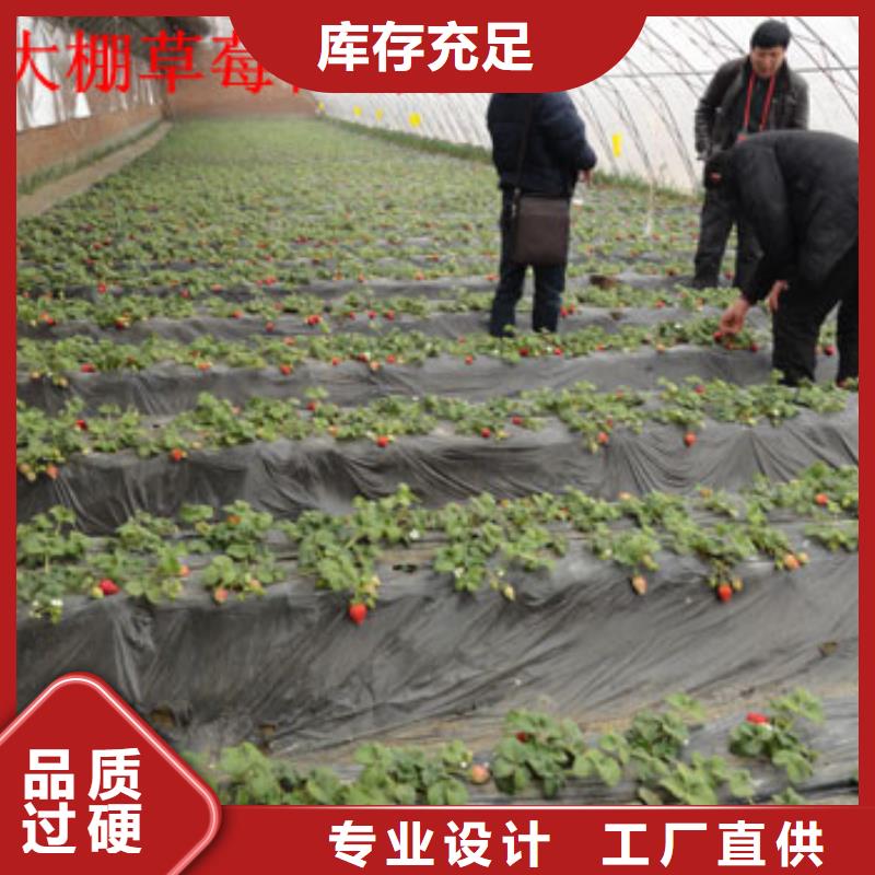 草莓苗樱桃苗生产厂家