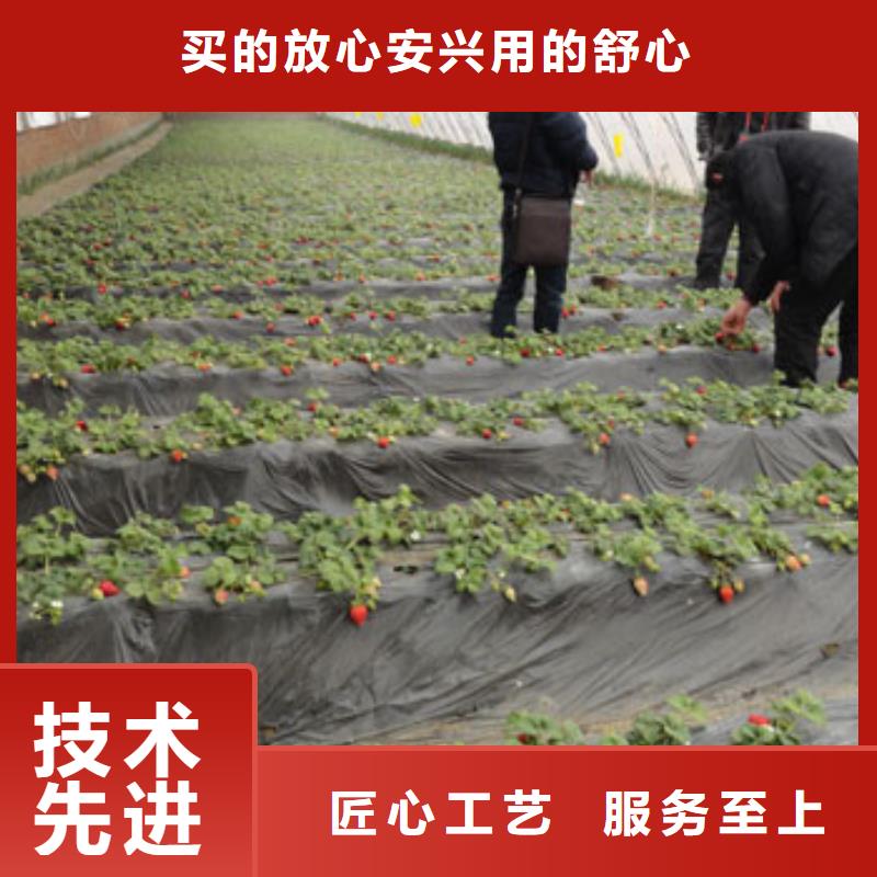 草莓苗_【白桃樹苗】現(xiàn)貨直發(fā)