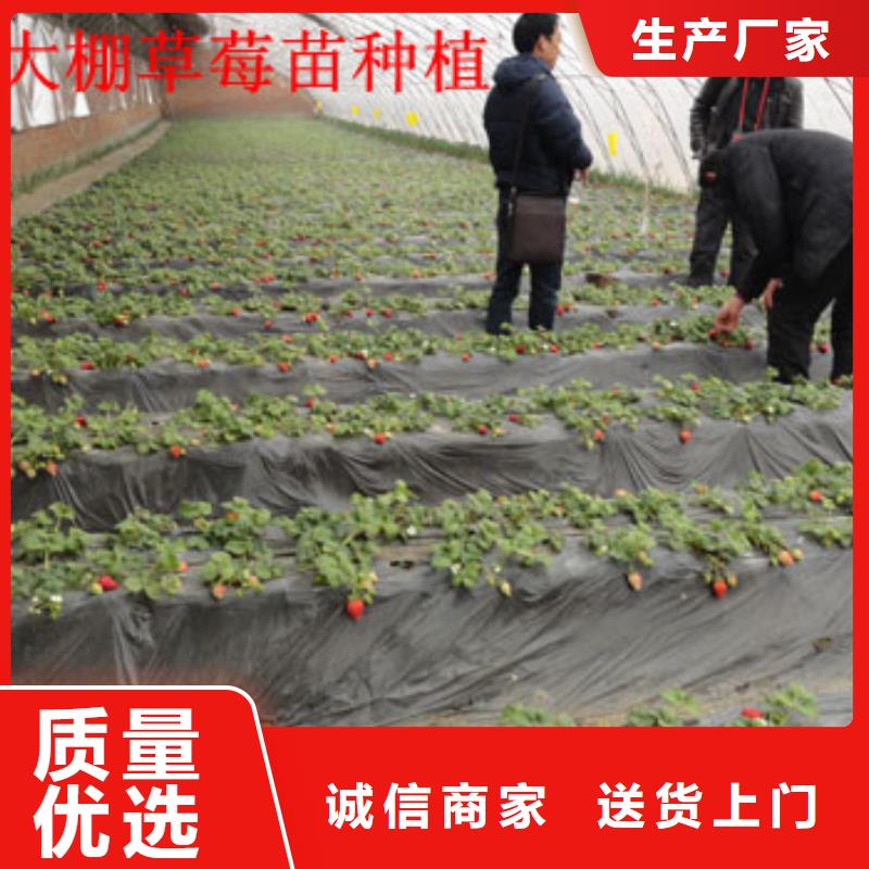 草莓苗_香梨树苗大品牌值得信赖