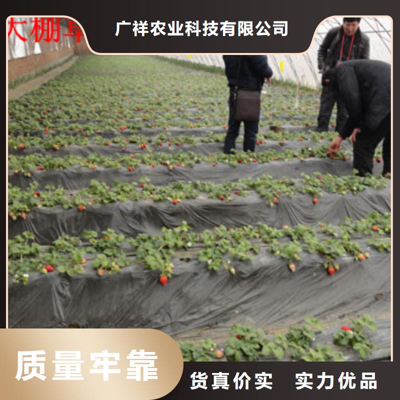 草莓苗珍珠棗油桃樹(shù)苗大量現(xiàn)貨供應(yīng)