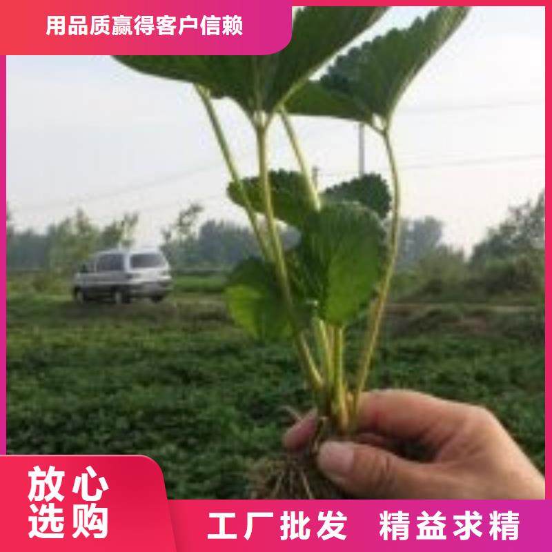 草莓苗-梨樹苗工廠直供
