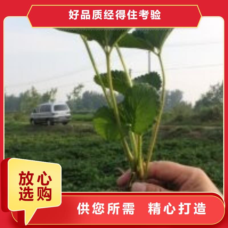 草莓苗-草莓苗价格源头工厂量大优惠